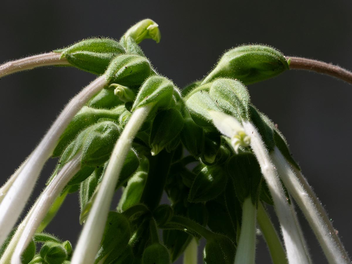 Kelche, Knospen